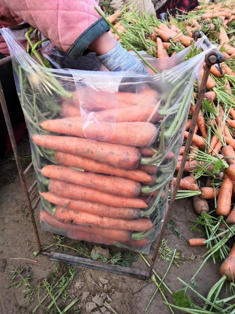 带苗红萝卜，水冼萝卜，产地直发，支持各种规格和包装。