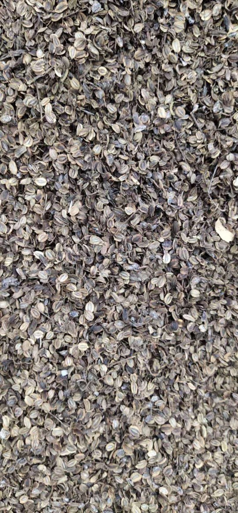 肉独活种子