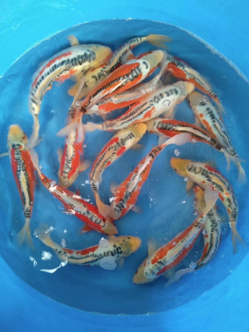 花洲锦鲤刚上塘一批小西血统大秋翠