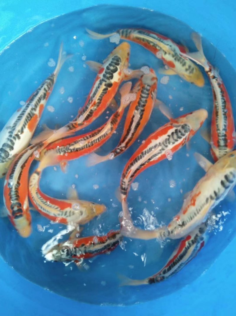 花洲锦鲤刚上塘一批小西血统大秋翠