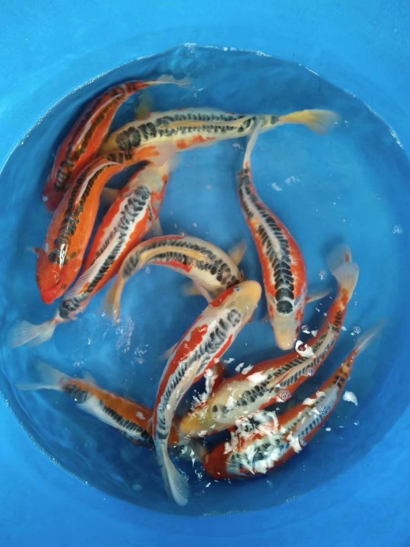 淡水鱼类