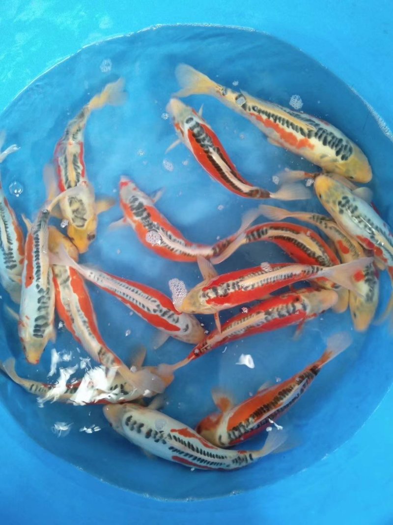淡水鱼类
