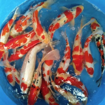 极品红白大正