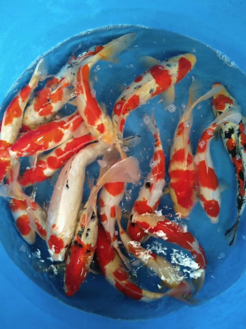 极品红白大正