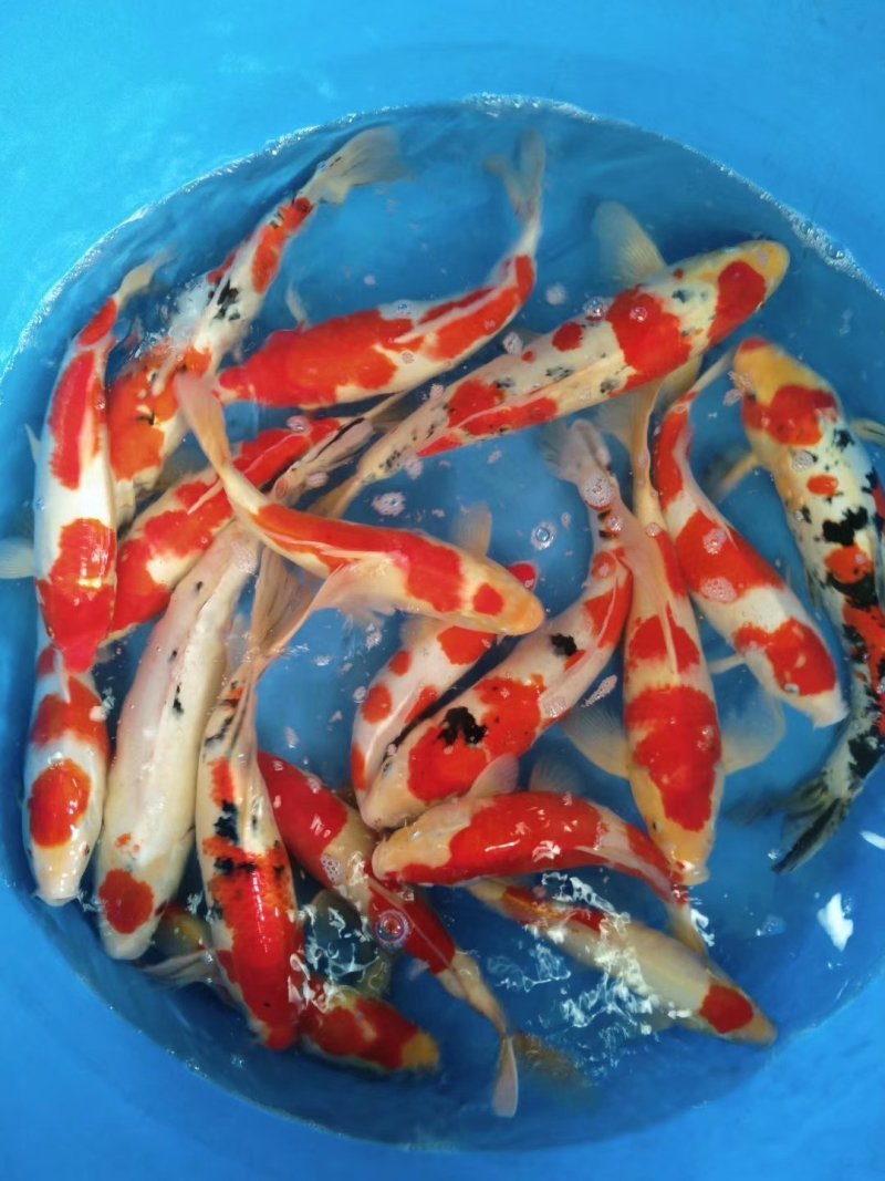 极品红白大正