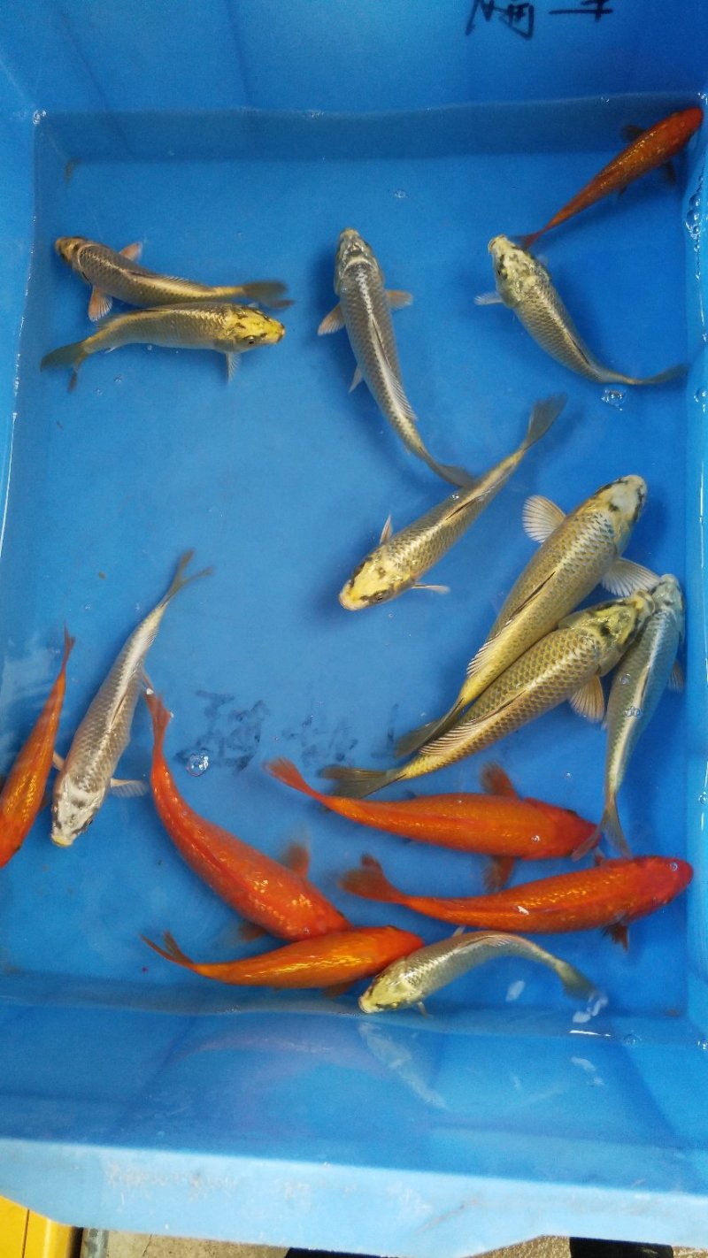 花洲锦鲤，小精品混搭。古黄金，银鳞火鲤。