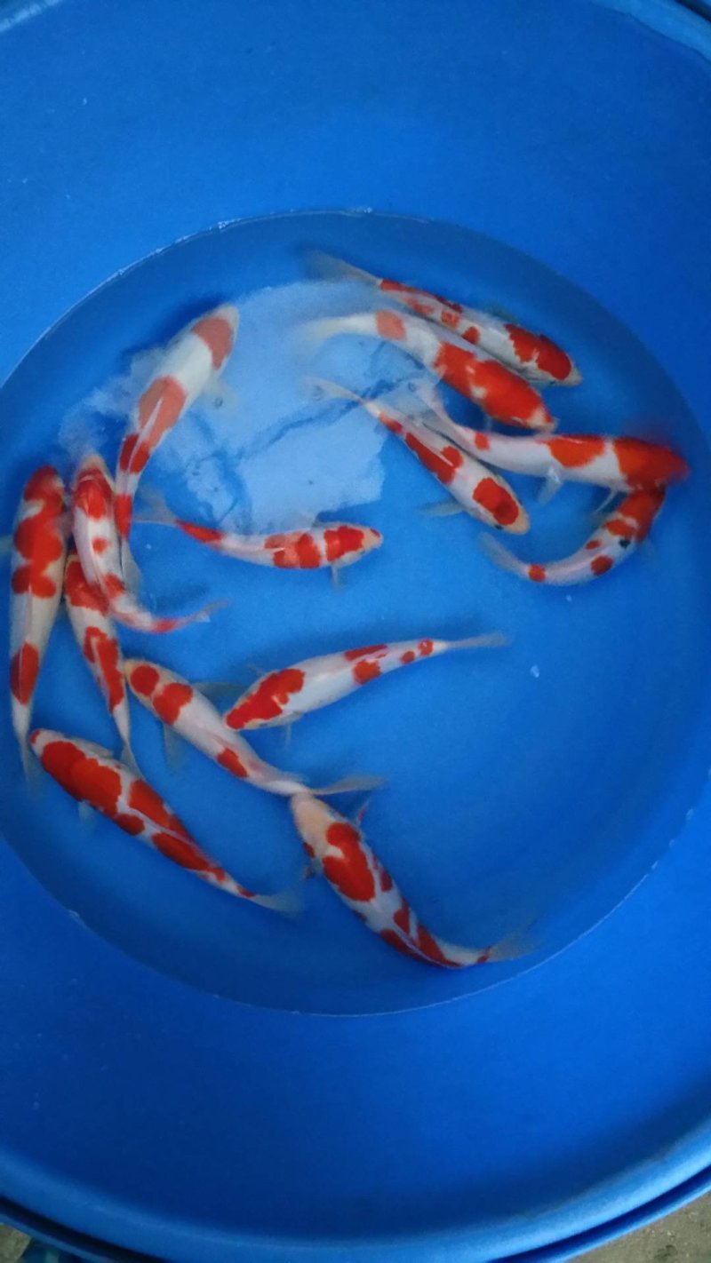 花洲锦鲤，小精品混搭。古黄金，银鳞火鲤。
