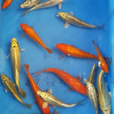 花洲锦鲤，小精品混搭。古黄金，银鳞火鲤。