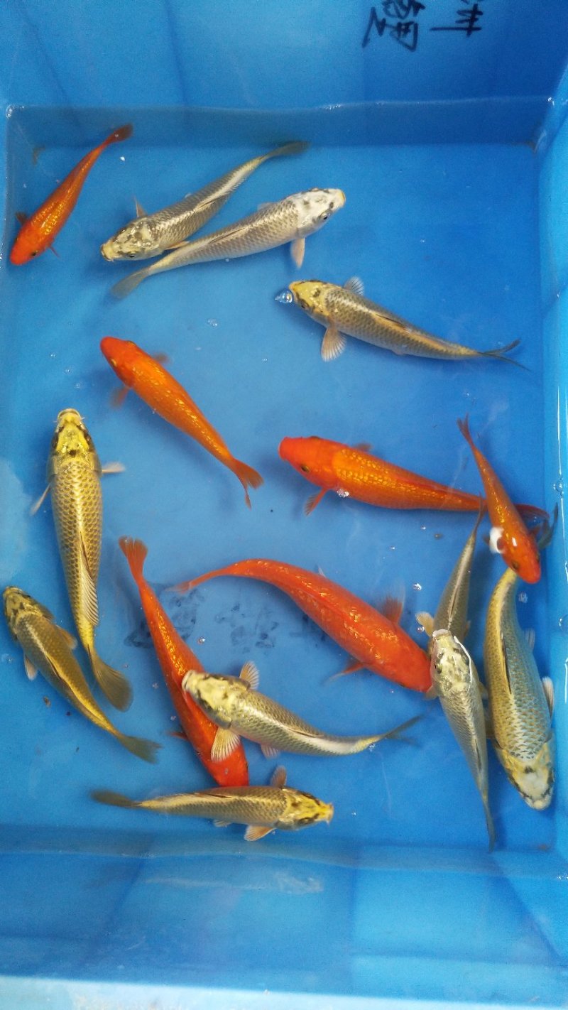 花洲锦鲤，小精品混搭。古黄金，银鳞火鲤。