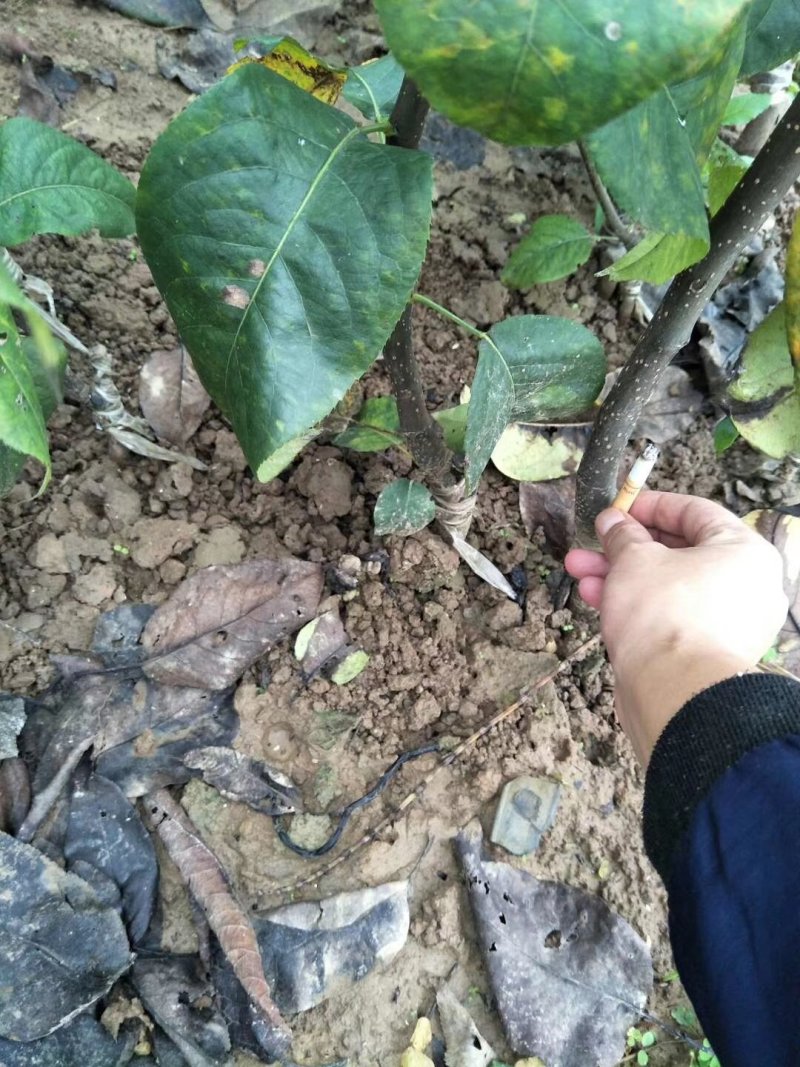 黄金梨苗，脆冠梨苗，品种保证，免费技术指导，产地直销