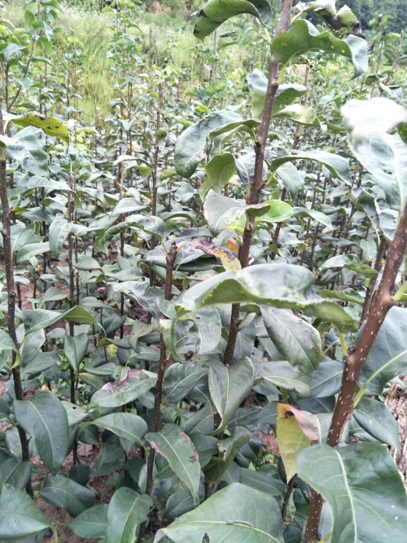 黄金梨苗，脆冠梨苗，品种保证，免费技术指导，产地直销