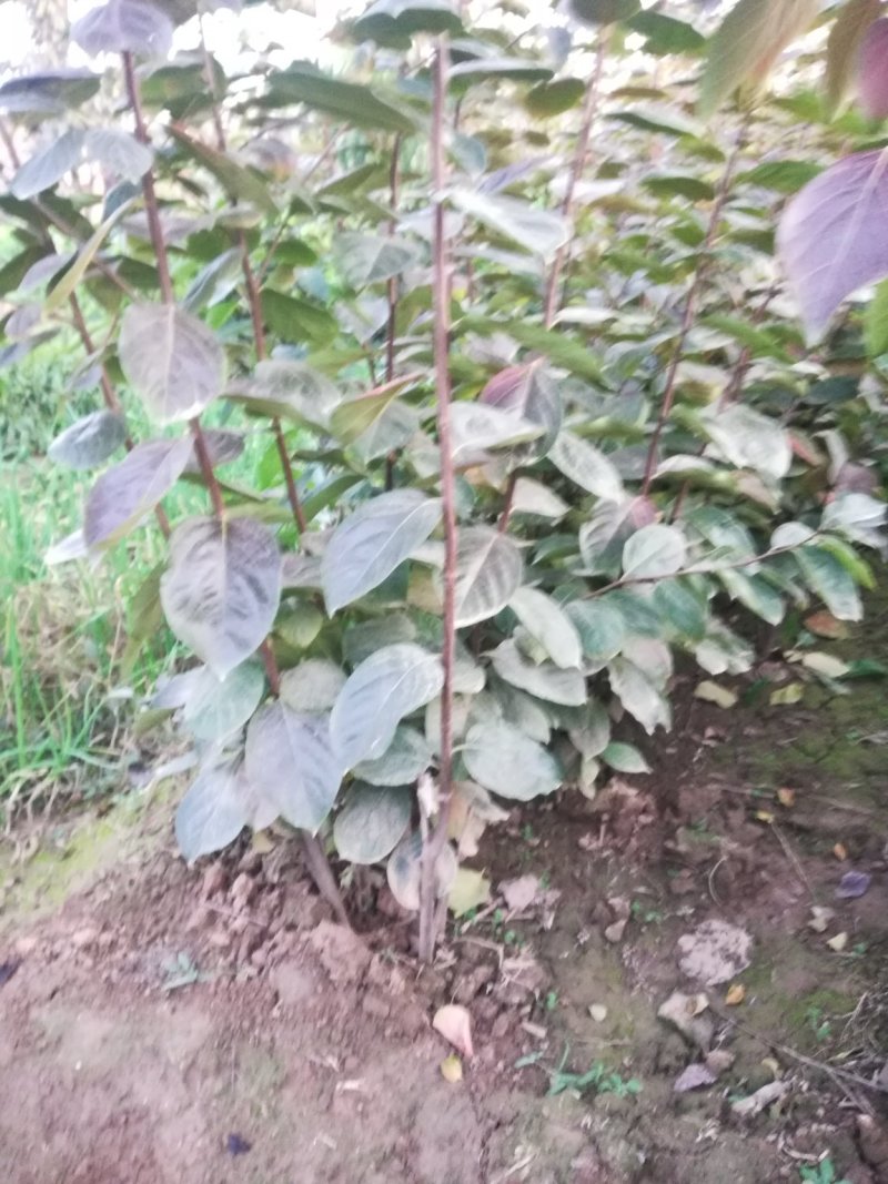 出售高品质柿子树嫁接种苗软枣苗，量大从优，保证质量