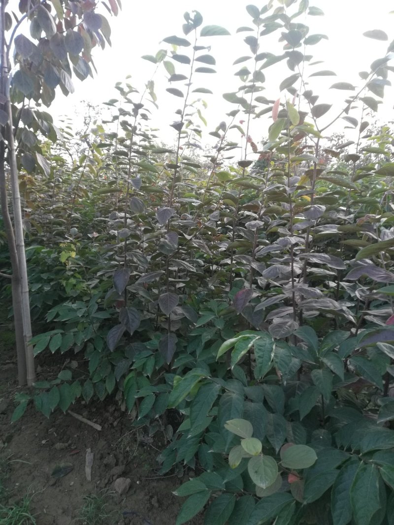 出售高品质柿子树嫁接种苗软枣苗，量大从优，保证质量