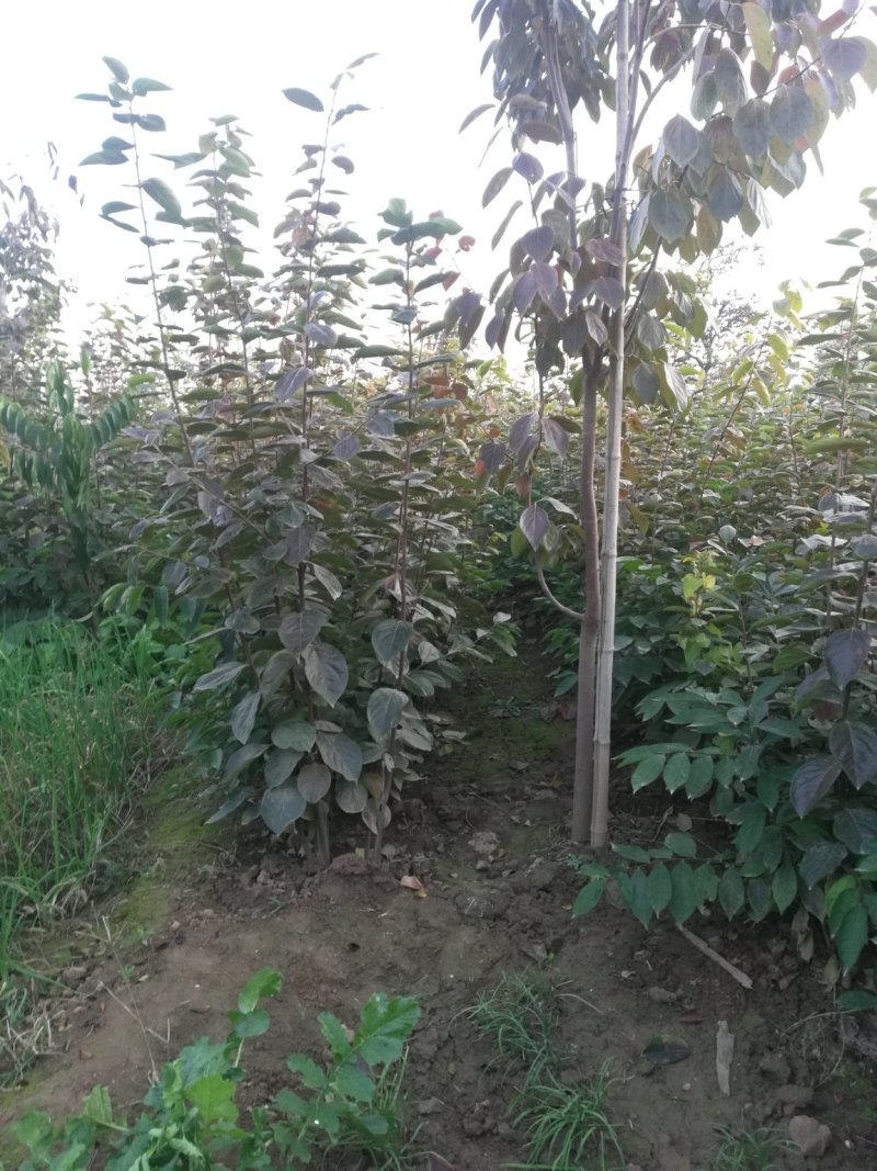 出售高品质柿子树嫁接种苗软枣苗，量大从优，保证质量