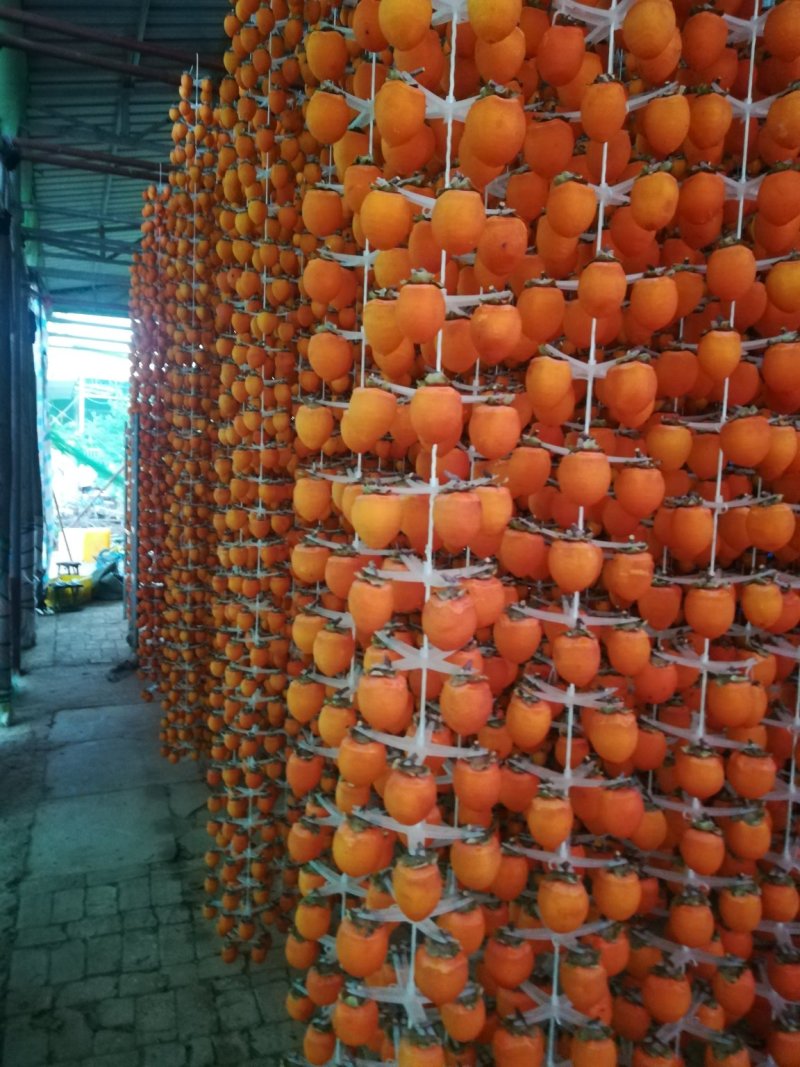 出售高品质柿子树嫁接种苗软枣苗，量大从优，保证质量