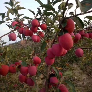 鸡心果苗