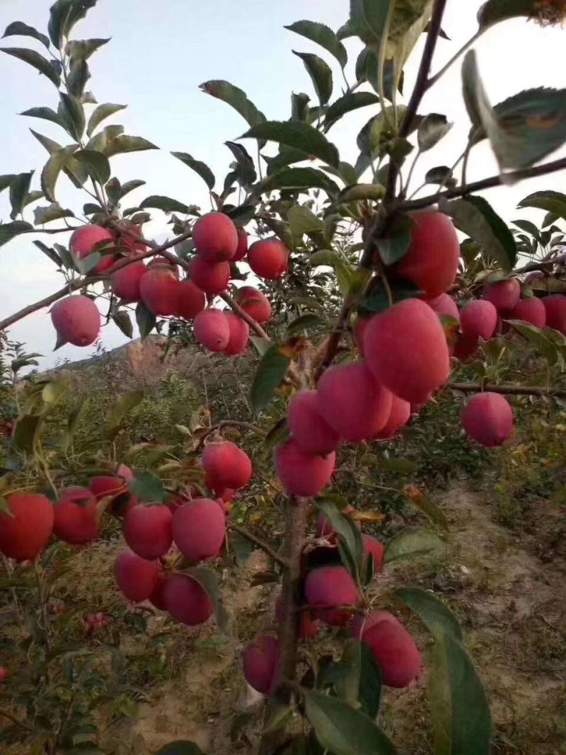 鸡心果苗