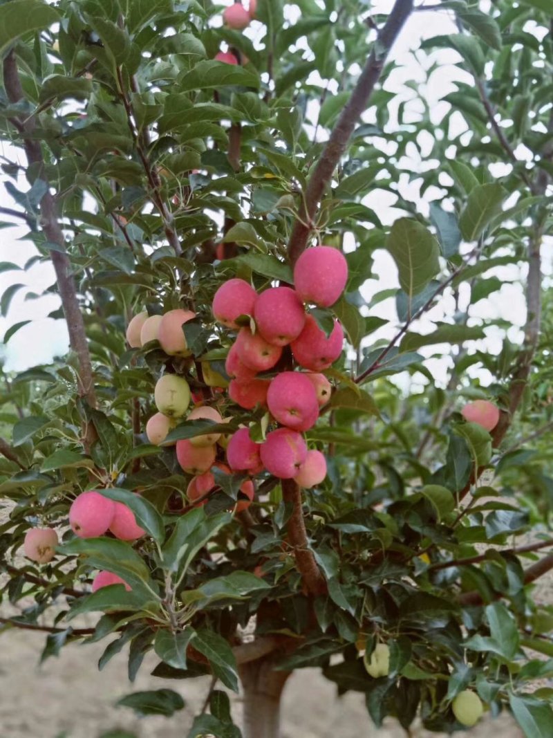 鸡心果苗