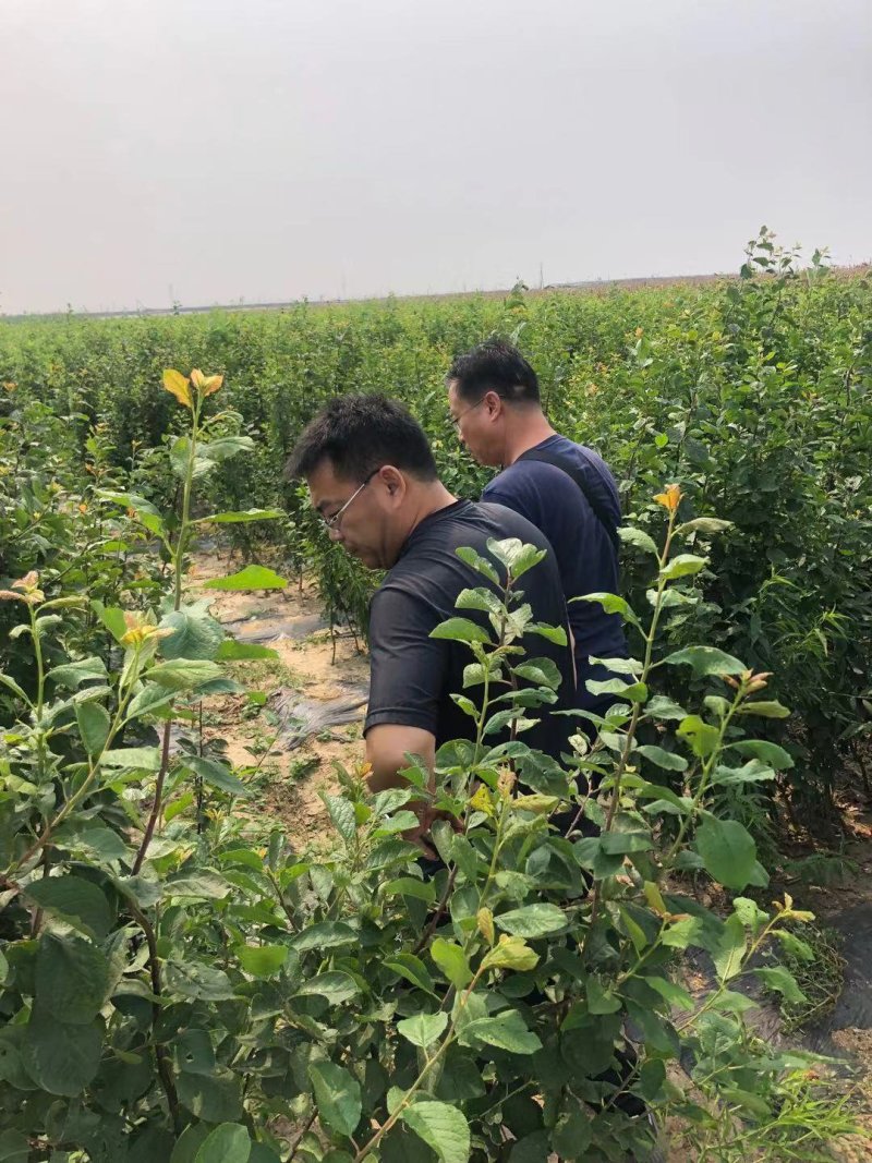恐龙蛋苗