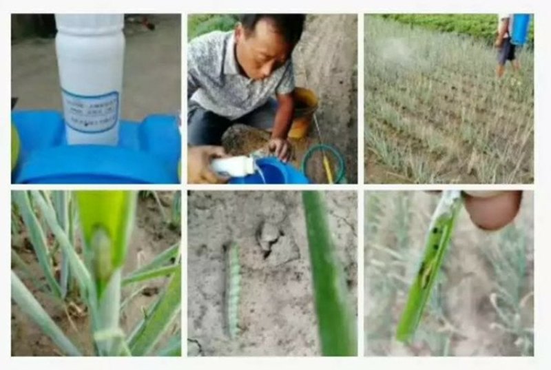 华生黑马阿维虫螨腈甘蔗玉米水稻花生大葱大蒜钻心虫杀虫剂
