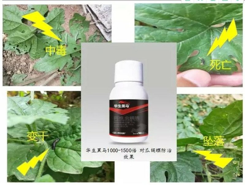 华生黑马阿维虫螨腈甘蔗玉米水稻花生大葱大蒜钻心虫杀虫剂