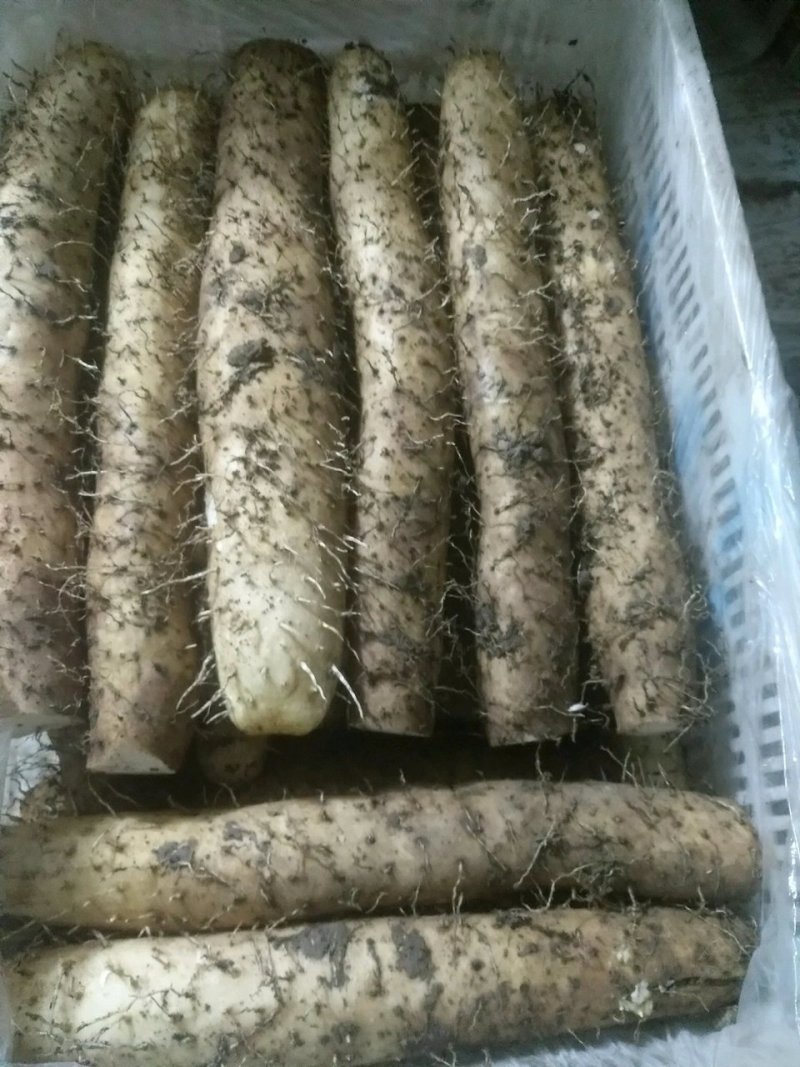 精品牛腿山药一货一价