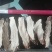 石菖蒲质量上乘价格优惠