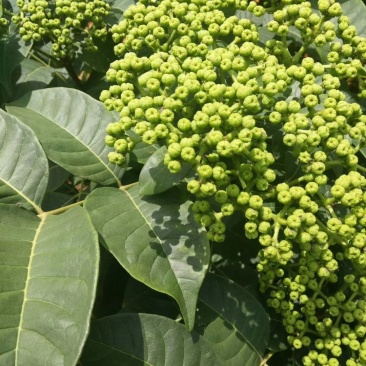 吴茱萸苗