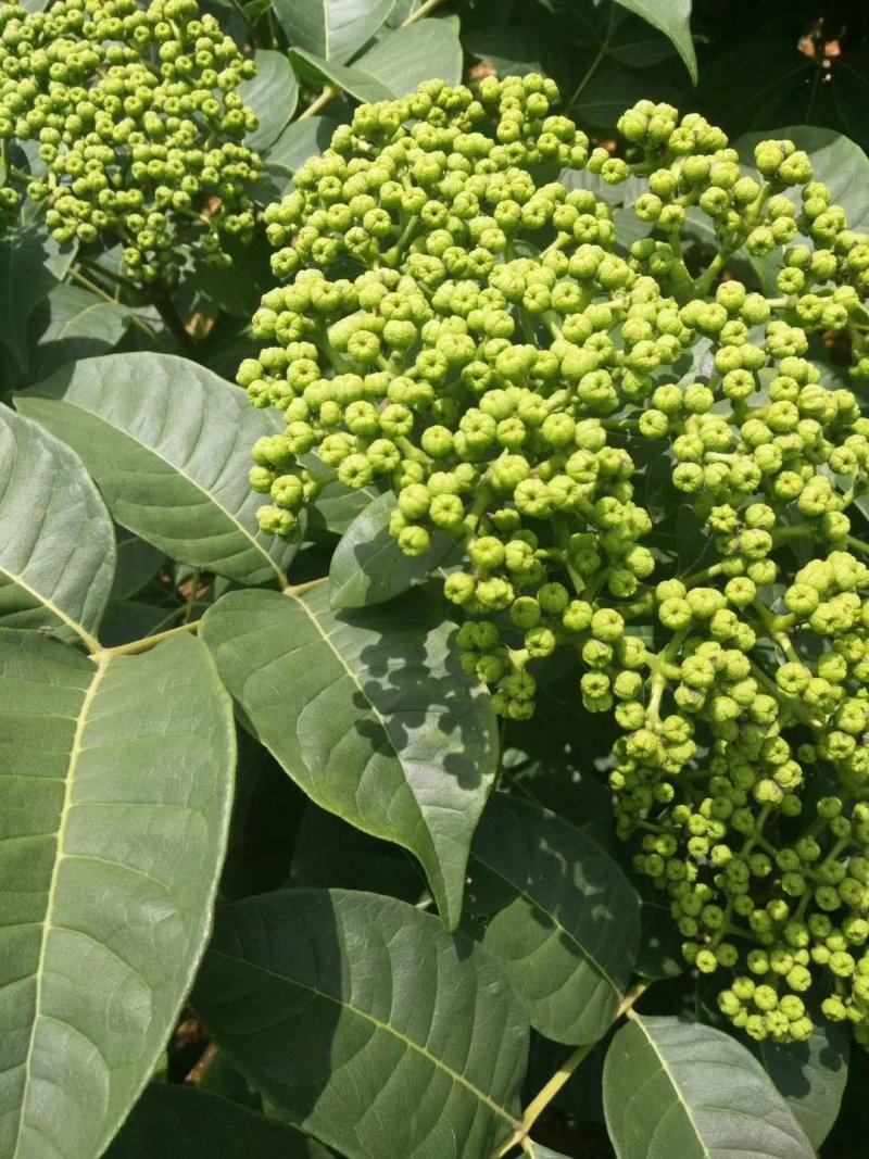 吴茱萸苗