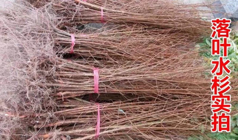 水杉树苗直销绿化苗木植物水杉树苗水杉苗落羽杉水杉树庭