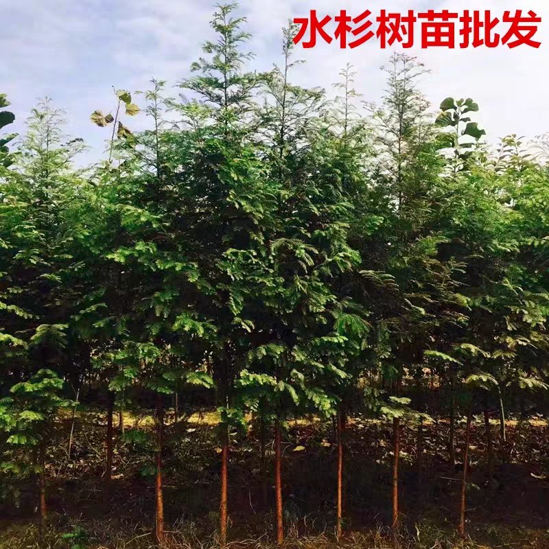 水杉树苗直销绿化苗木植物水杉树苗水杉苗落羽杉水杉树庭