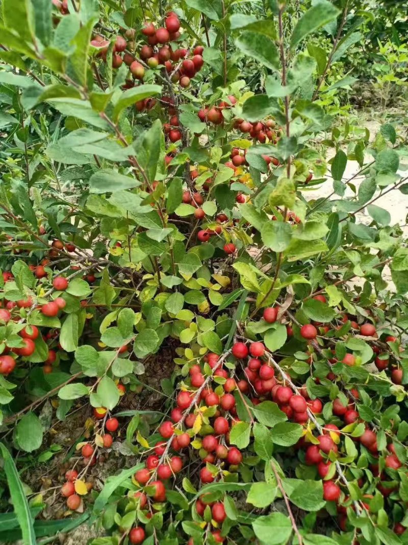 精品三星钙果苗，钙果苗基地直发，现挖现发全国供应