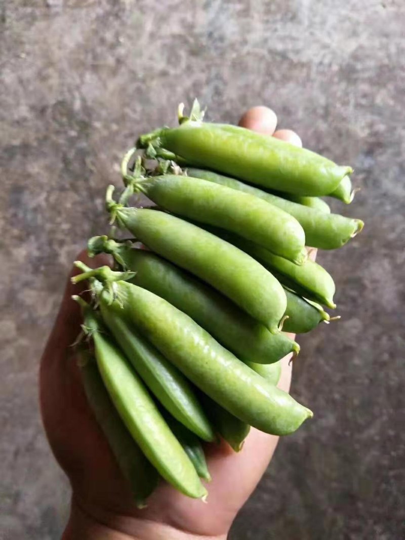 碗豆豆角