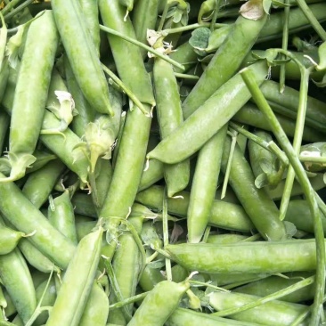 碗豆豆角