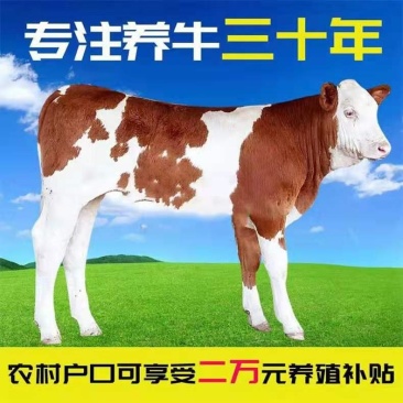 湘西黄牛享受补贴一千元十头包送买十头送一头送设备