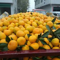 柑橘，口感纯正，产高山之上有这桔园镇盛产柑橘