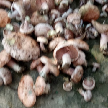 丛树菌