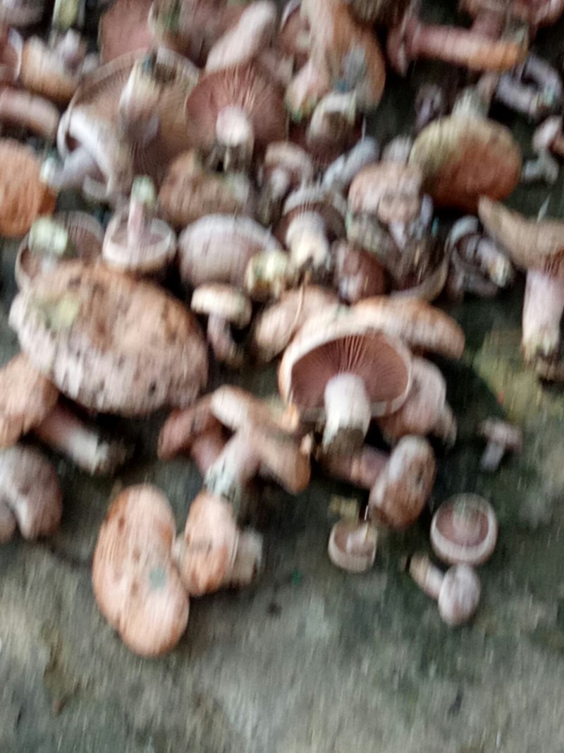 丛树菌