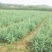 雪松苗，雪松树苗白皮松苗雪松树苗雪松小苗行道绿