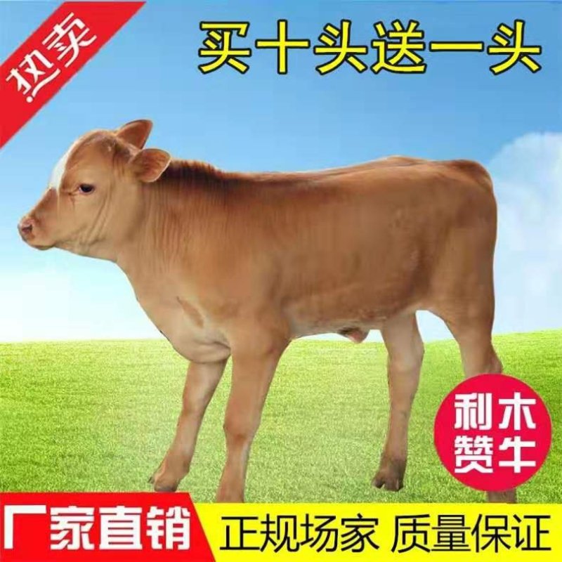内蒙古黄牛十头包送买十头送一头送设备教技术