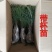黑松黑松苗黑松小苗黑松树苗黑松造型树苗四季常青