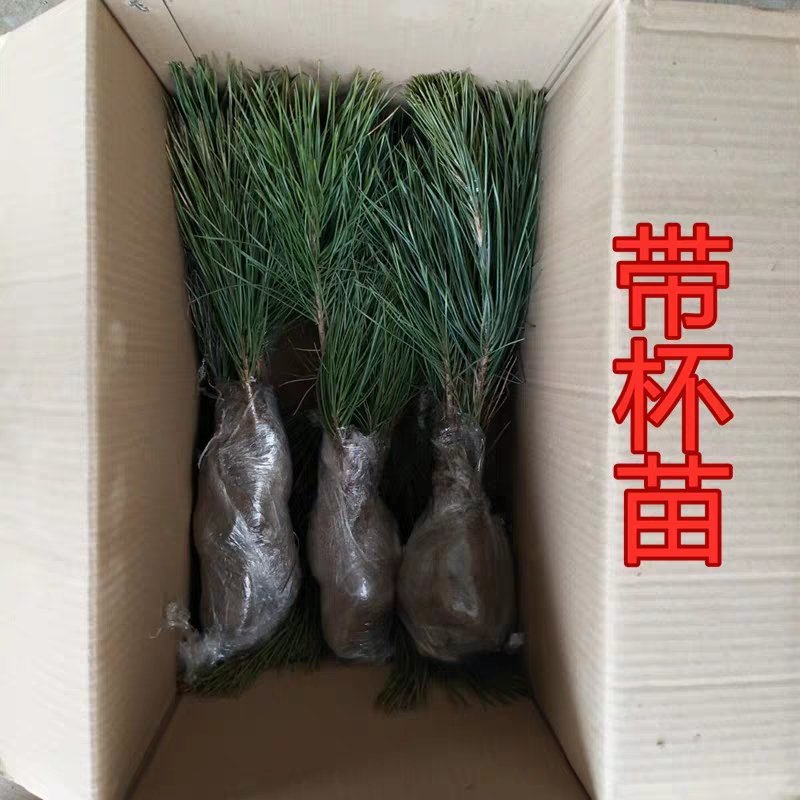 黑松黑松苗黑松小苗黑松树苗黑松造型树苗四季常青