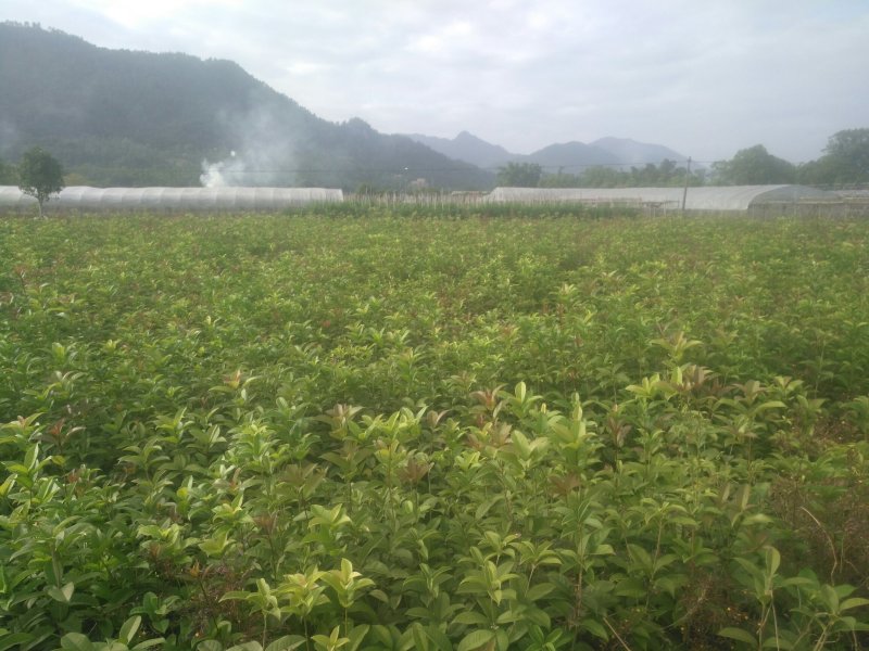 四季桂袋苗