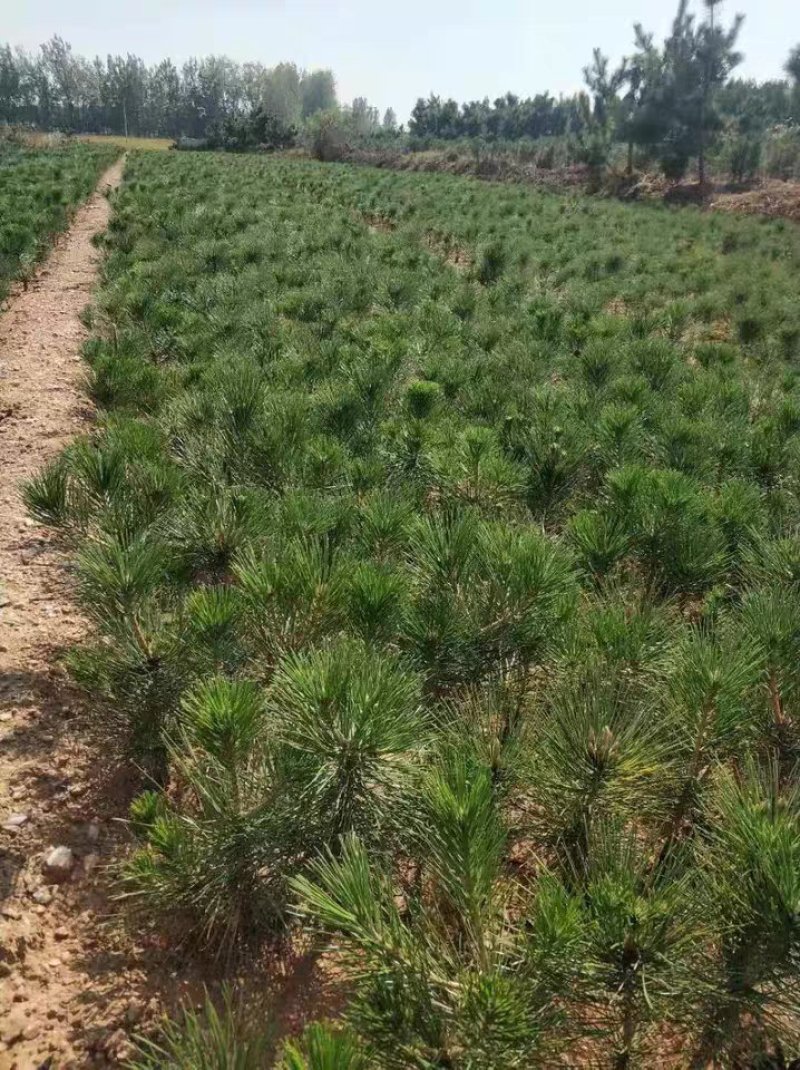 黑松，日本黑松小苗庭院黑松苗黑松树苗四季常青盆景植物松