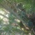 罗汉松苗2-4公分