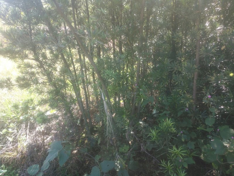 罗汉松苗2-4公分