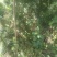 罗汉松苗2-4公分