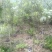 桂花苗米径2-3公分
