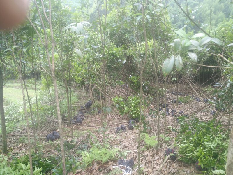桂花苗米径2-3公分