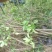 桂花苗米径2-3公分